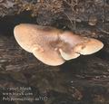 Polyporus_ciliatus_aa7332