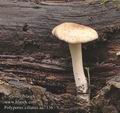 Polyporus_ciliatus_aa7336