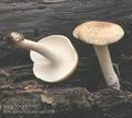 Polyporus_ciliatus_aa7338