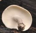 Polyporus_ciliatus_aa7350