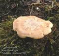 Polyporus_ciliatus_aa7392