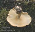 Polyporus_ciliatus_aa7396
