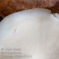 Polyporus_ciliatus_ak2423