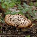 Polyporus_squamosus_ak1799