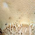 Polyporus_squamosus_ak1826