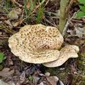 Polyporus_squamosus_bf6280