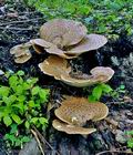 Polyporus_squamosus_bn5315