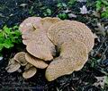 Polyporus_squamosus_bn5326