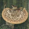 Polyporus_squamosus_dc7478