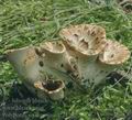 Polyporus_squamosus_dc7479