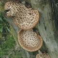 Polyporus_squamosus_dc7480