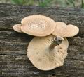 Polyporus_tuberaster_aa7802