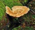 Polyporus_tuberaster_bk5183