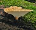 Polyporus_tuberaster_bk5198