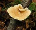 Polyporus_tuberaster_bo9438