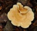 Polyporus_tuberaster_bo9448