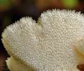 Polyporus_tuberaster_bo9458