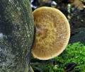 Polyporus_tuberaster_bv0540