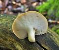 Polyporus_tuberaster_bv0542