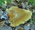 Polyporus_tuberaster_jb4364