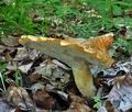 Polyporus_tuberaster_jb4365