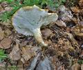 Polyporus_tuberaster_jb4368