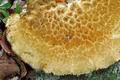 Polyporus_tuberaster_jb4379