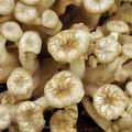 Polyporus_umbellatus_bh8455