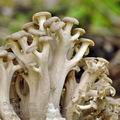 Polyporus_umbellatus_bh8466