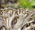 Polyporus_umbellatus_bh8468