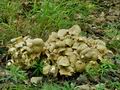 Polyporus_umbellatus_bm1789