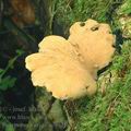 Polyporus_varius_ae9621