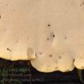 Polyporus_varius_ae9623