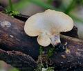 Polyporus_varius_bh9792