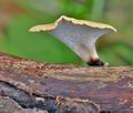 Polyporus_varius_bh9798