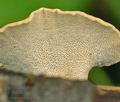 Polyporus_varius_bh9807