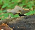 Polyporus_varius_bk2648