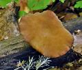 Polyporus_varius_bk2653