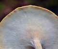 Polyporus_varius_bo0792