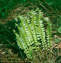 Polystichum_lonchitis_4150