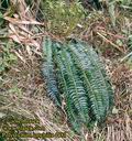 Polystichum_lonchitis_4481