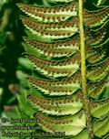 Polystichum_lonchitis_6526