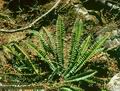 Polystichum_lonchitis_6529