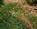 Polytrichum_commune_8402