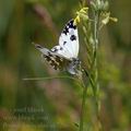 Pontia_daplidice_ak7266