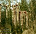 Populus_tremula_4920