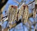 Populus_tremula_bt3669