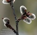 Populus_tremula_d6063