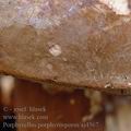 Porphyrellus_porphyrosporus_aj4567