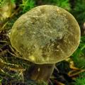 Porphyrellus_porphyrosporus_bk2726